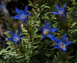 B-Gentiana-lagodekhiana