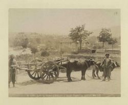 B-Arba-s-paroi-buivalov-i-paroi-bykov-v-upriazh--[Bullock-cart]-187