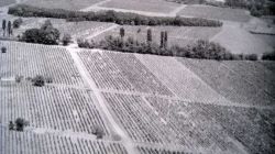 B-Kolkhoz-fields--Tcodniskari-Lagodekhi-Region