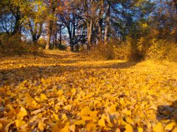 B-pokrov-iz-listyev-ginkgo