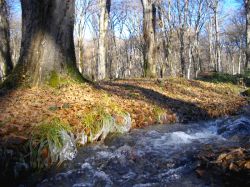 B-lagodekhi-zapovednik-05.12.2013