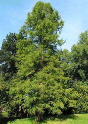 B-Taxodium