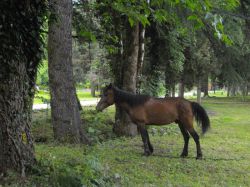 B lagodekhi zapovednik horse