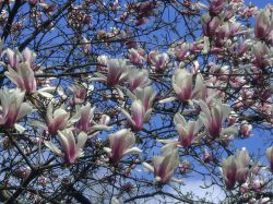 B-lagodekhi-magnolia-grandiflora-1