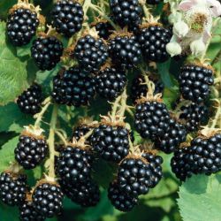 B-Rubus