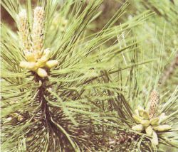 G-pinus-eldarica