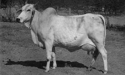 G-zebu