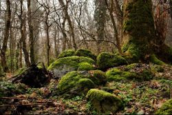 G lagodekhi protected areas the beginnig of march