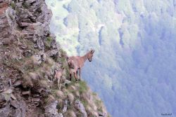 G lagodekhi protected areas from Sulamanidze FB