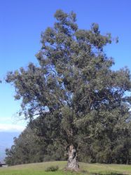 G Eucalyptus globulus by Forest and Kim Starr