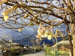 G Paulownia in Lagodekhi