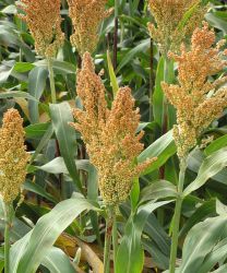 G Sorghum by Greg Goebel from Loveland CO, USA