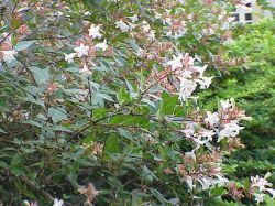 G Abelia_floribunda from dic academic ru