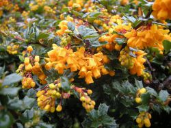 G berberis Darwinii