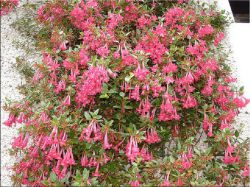 G Abelia floribunda