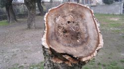 G stump of quercus suber