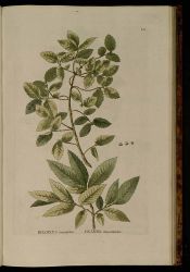 G Dzelkva s Rhamnus caprinifolius by Pallas