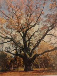 G historical quercus